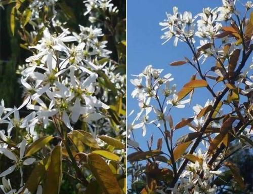 Amelanchier – a Perfect Specimen Tree for Small Gardens