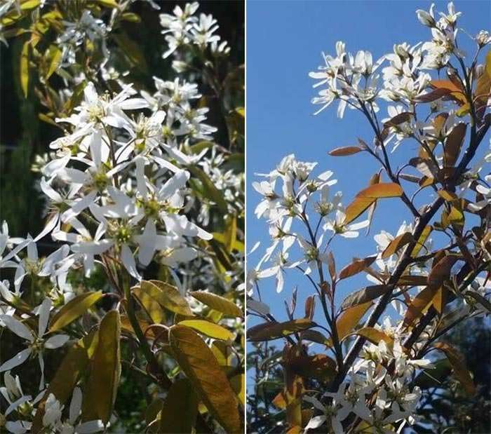 Amelanchier varieties are treasured for their stunning spring blooms and lovely autumn colour.