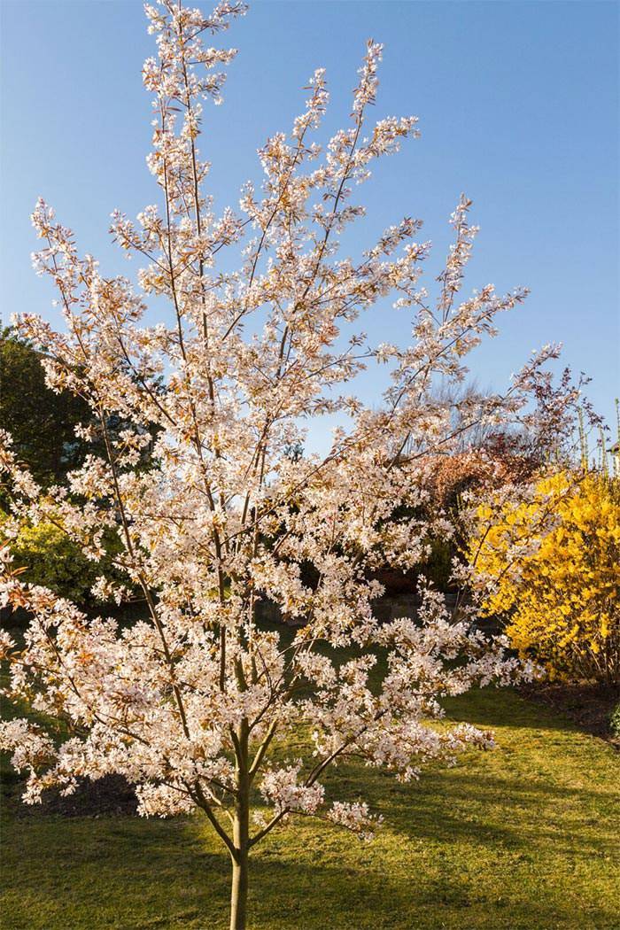 The pretty blush blooms of Robin Hill turn to white as season progresses.