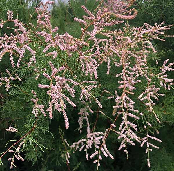 Small flowering Tamarix Parviflora - pretty pink flowers and feathery foliage