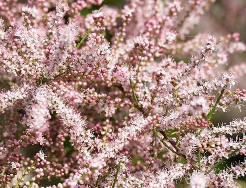 All About Tamarix: Characteristics, History, Uses