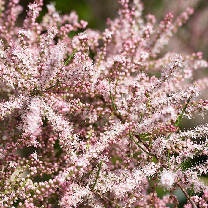 Tamarix is a highly decorative deciduous shrub that is best known for its feathery foliage.