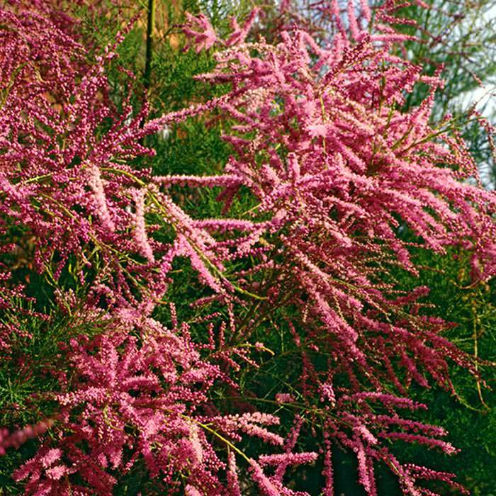 Masses of pink-red blossoms are what makes Tamarix Ramosissima Rubra stand out.