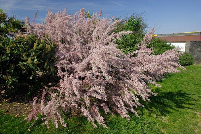 Tamarix Tetranda cultivar shows all the qualities that made tamarisk tree popular for millennia.