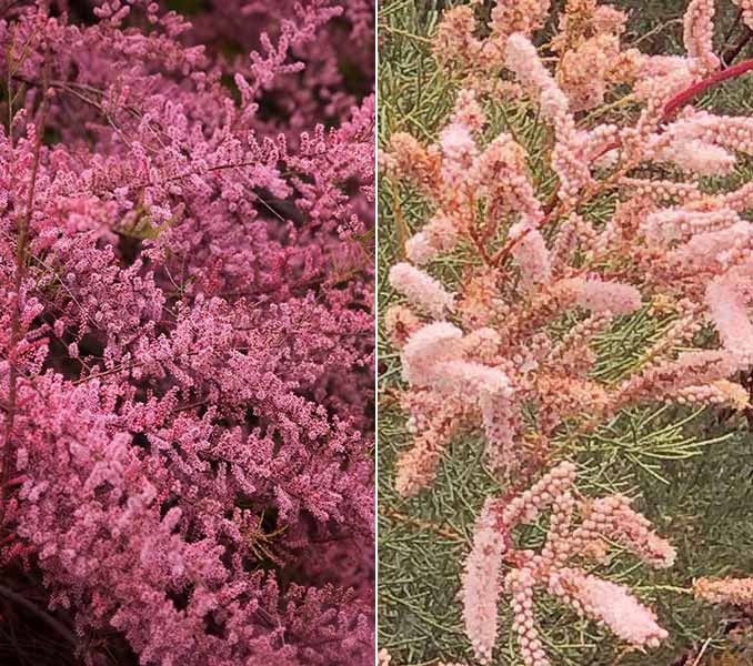 Pink and Red flowering Tamarix 