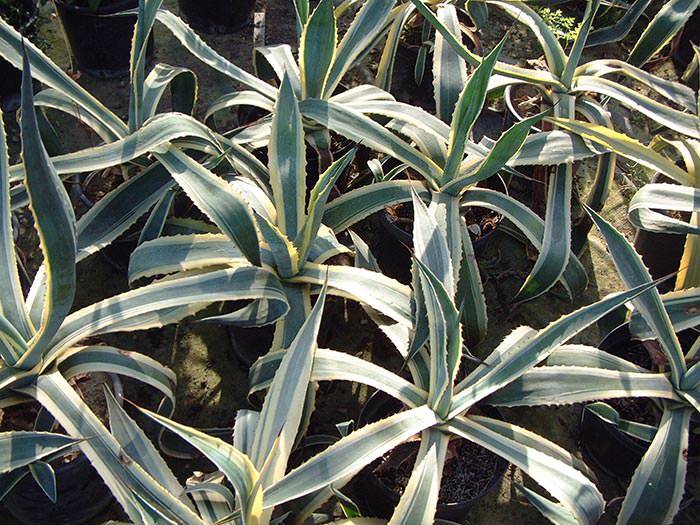 Agava Striata is a good choice for dry garden.