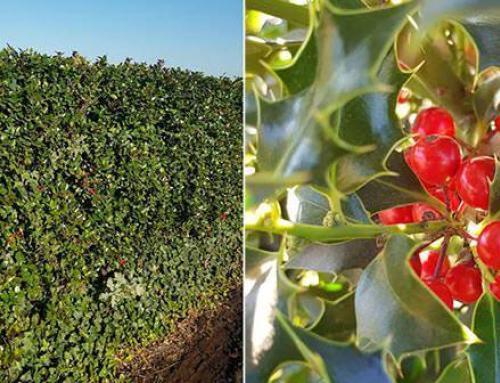 Ilex Family: Holly Varieties and How to Grow Them