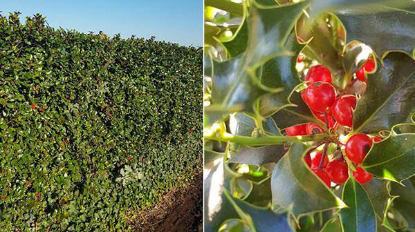Holly can be grown as a hedge or an ornamental shrub.