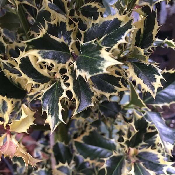 Ilex Aquifolium Argentea Marginata flaunts beautiful cream-margined leaves.