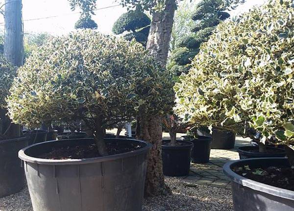 Ilex Aquifolium Argentea Marginata does well in containers.