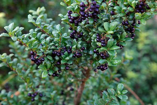 The tiny leaves of Japanese Holly make it a good alternative to box hedge.