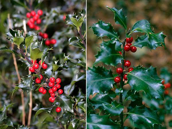 Holly Blue Angel is one of the prettiest Ilex varieties.