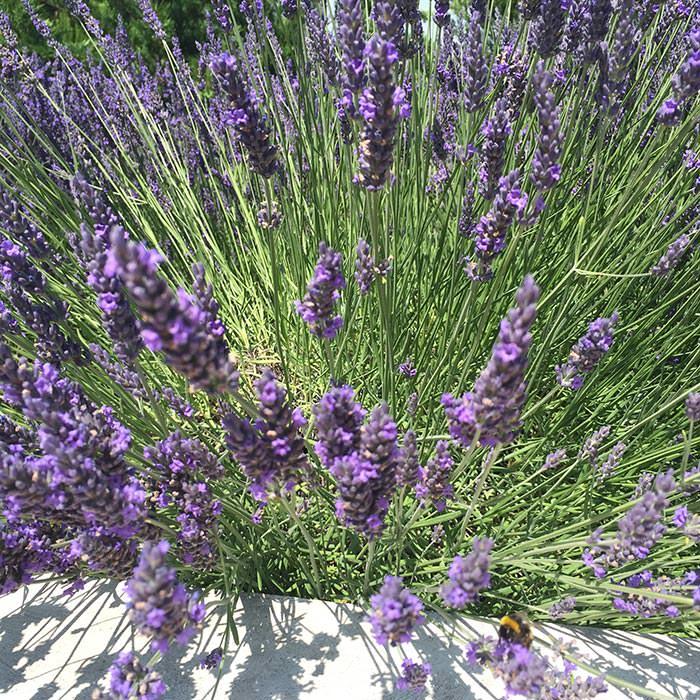 Lavender is resistant to drought and attracts beneficial pollinators.