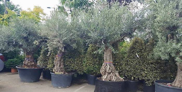 Fully grown olive trees are ideal for rock garden.