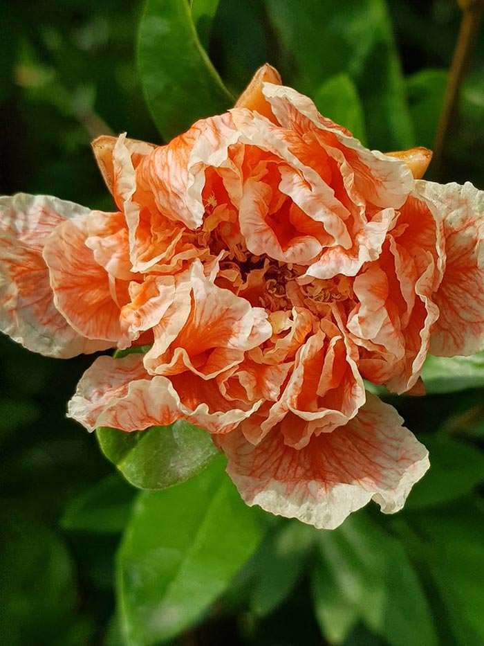 Pomegranate flowers offer visual interest in the dry garden, and are followed by tasty fruit.