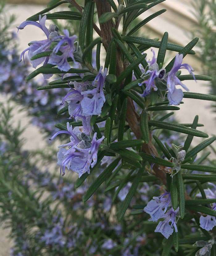 In addition to being decorative, drought-tolerant perennial herbs have many uses outside the garden.