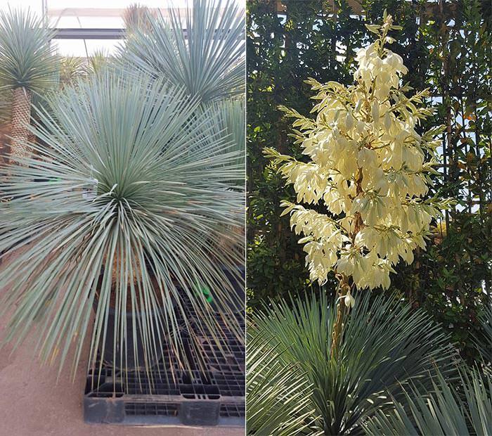 Yucca is a great choice for dry landscape garden in need of structure and flowering interest.