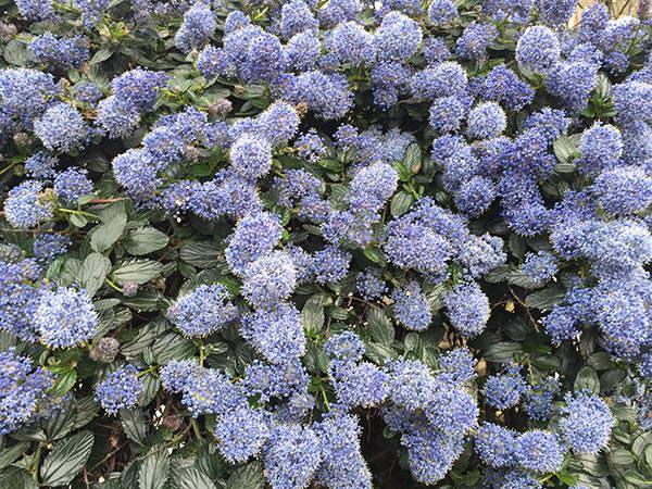 Low maintenance ground cover plants can sport lovely flowers, too.