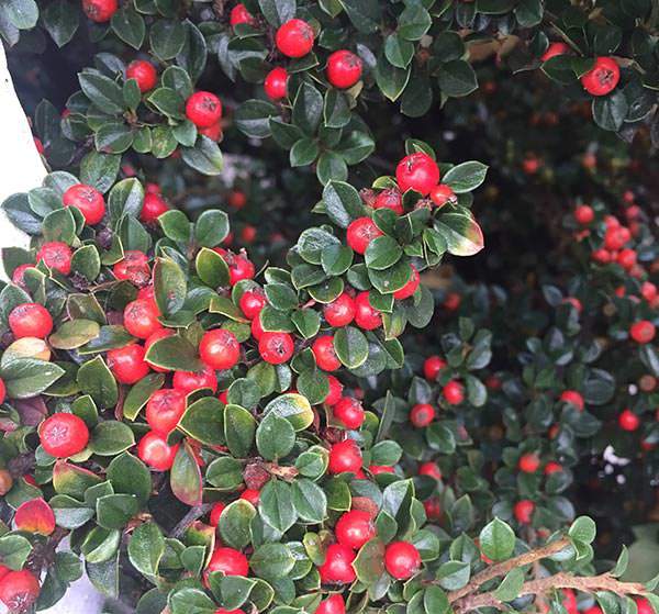 Cotoneaster Suecicus Coral Beauty belongs to evergreen ground cover plants with year-long interest.