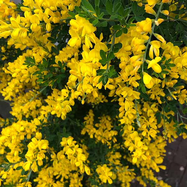 Yellow flowering Genista Lydia broom 