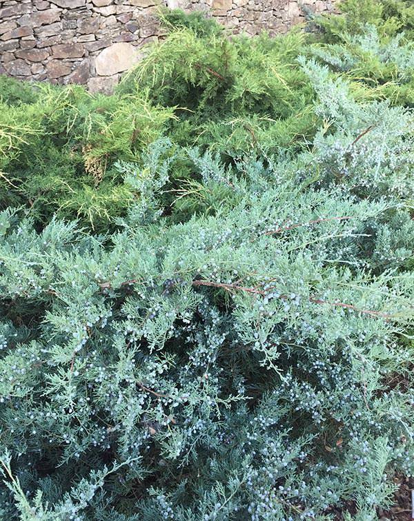 For slopes or unsightly bare corners of your garden, you simply cannot go wrong with creeping Juniper varieties.