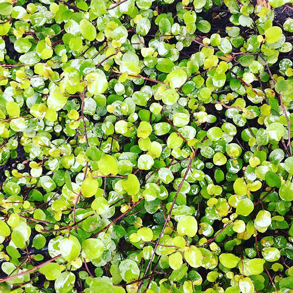 Best Ground Cover Plants For Uk Gardens, Top Ground Cover Plants