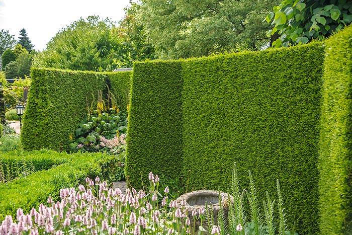 Thuja care is fairly undemanding, which makes them popular for hedging.
