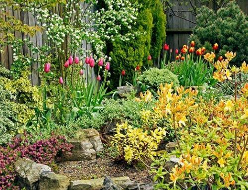 Planting Tips – our guide to planting and care.