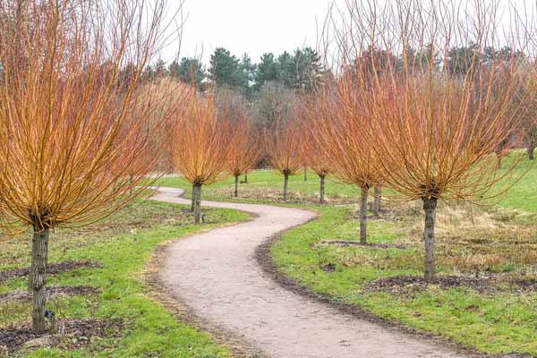 Salix Alba trees - showing architectural display in winter