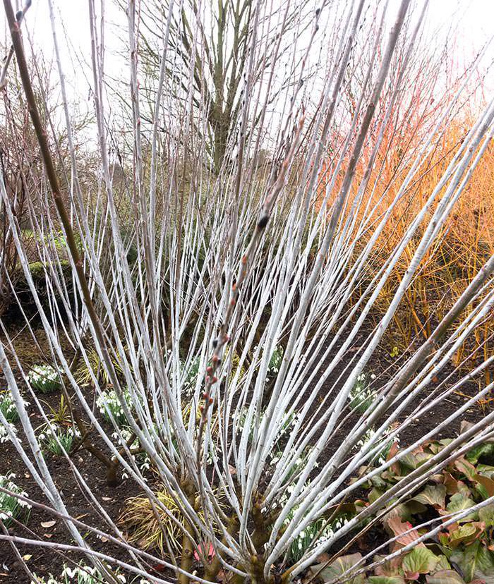 Salix irrorata is one of the many contorted willow tree varieties. 