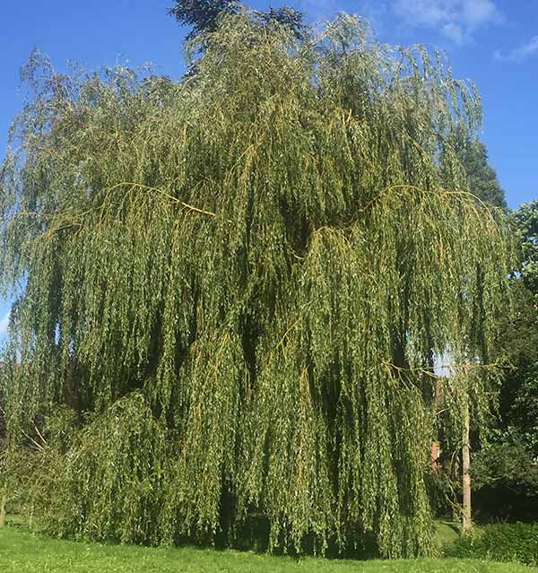 Weeping Willow trees - growing in UK