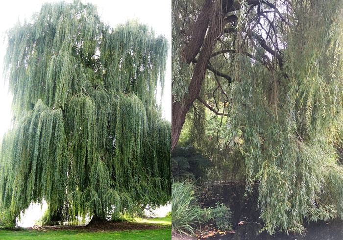 Weeping willow trees make great specimen trees for gardens.