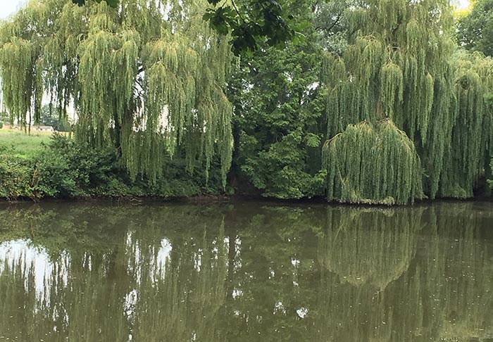 Weeping willow trees thrive in damp and boggy conditions.