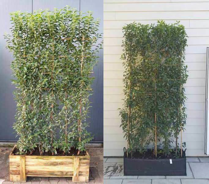 The fast-growing Portuguese Laurel is one of the most loved evergreen plants for hedging. 