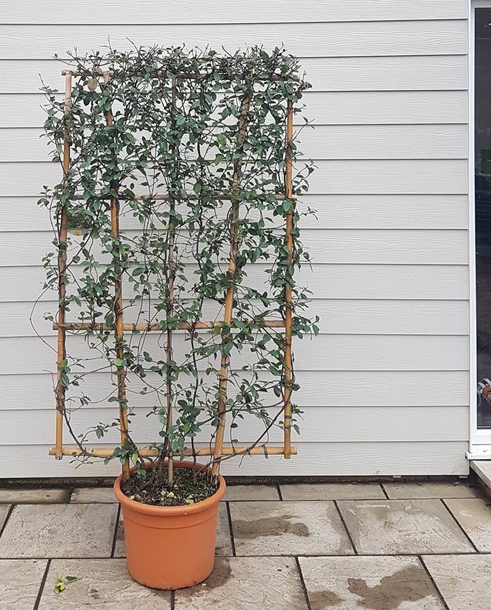 The Jasmine instant hedge screen comes trained against a frame.