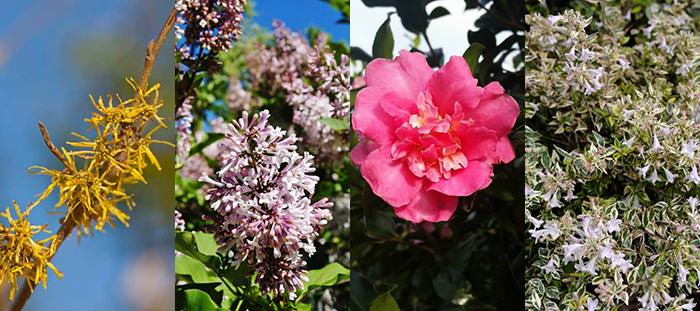 Flowering shrubs with fragrant flowers that bloom in autumn.