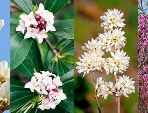 Planting Fragrant Trees and Shrubs for a Year-Round Scented Garden