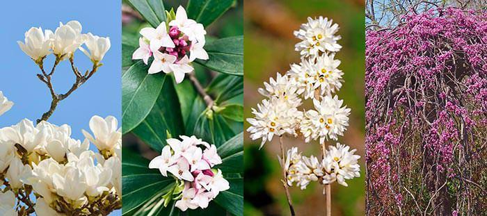 Four spring-flowering cultivars with fragrant blossoms. 