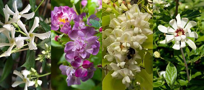 These four cultivars produce blossoms in the summer and fill the garden with scent.
