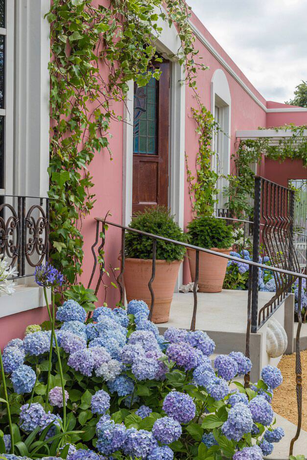 The blue of the hydrangeas contrast with the pink façade and the green foliage