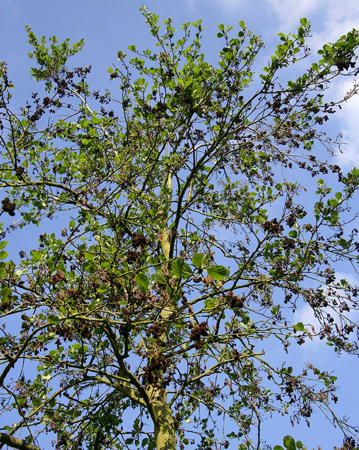 common alder view of the canopy