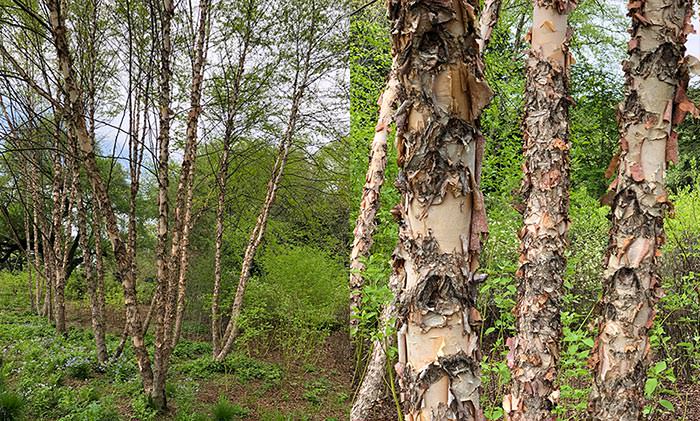 Betula Nigra peeling bark trees for wet areas