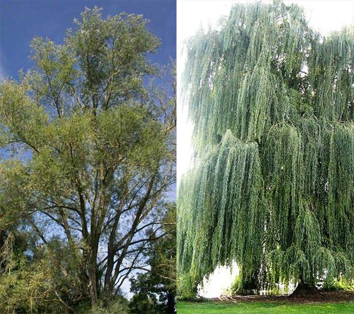 willow trees for wet areas