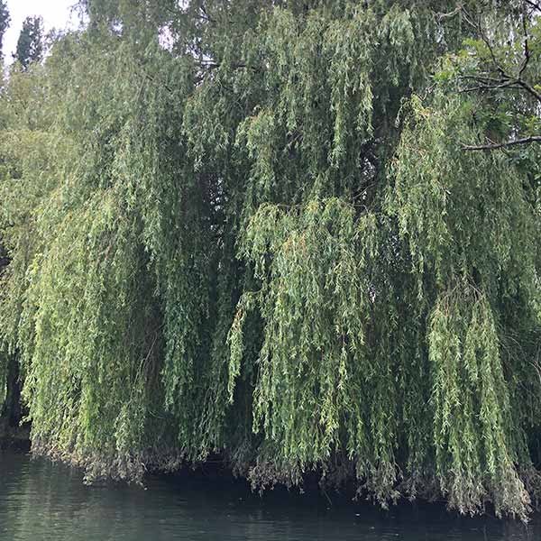 Classic Weeping Willow
