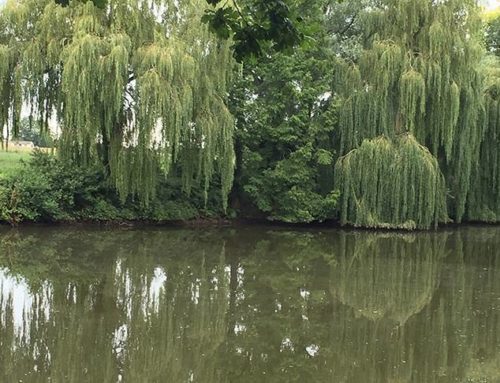 Choosing the Best Willow Trees for UK Gardens: Expert Tips on Care