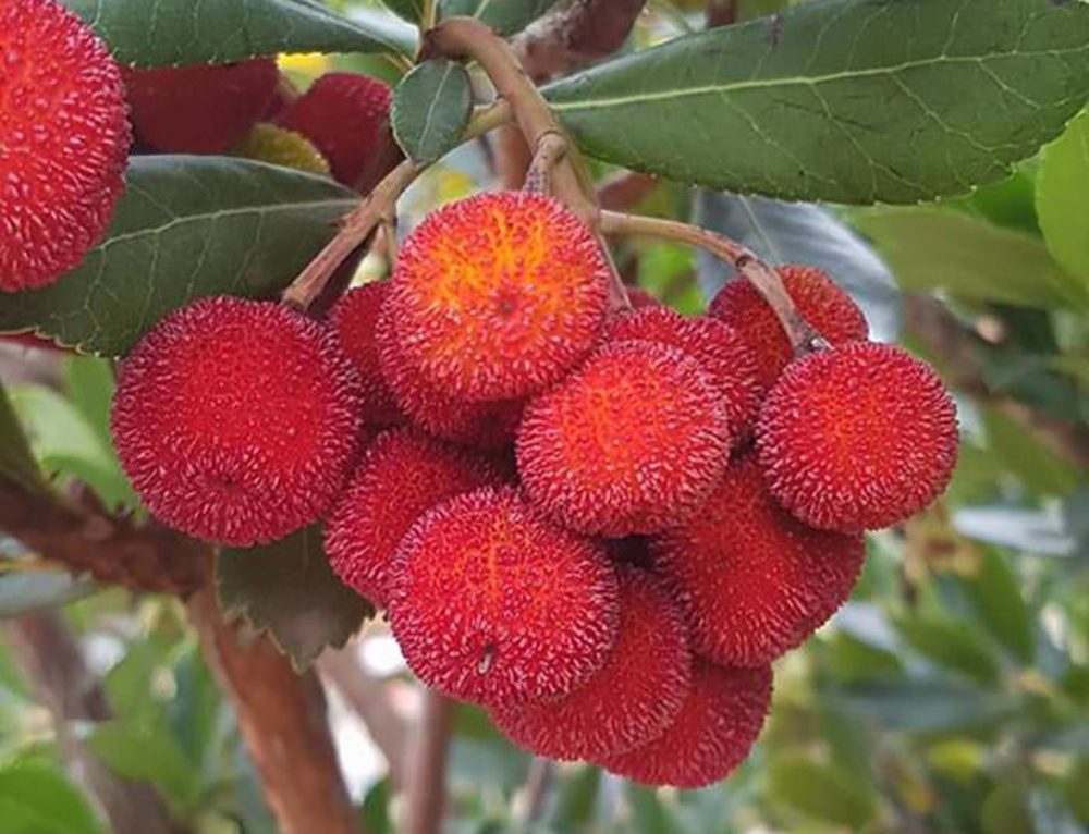 Mature Trees. Mature Evergreen Trees For Sale. Full Standard