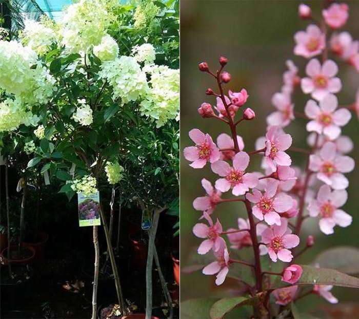 hydrangeas grown as small single stem trees