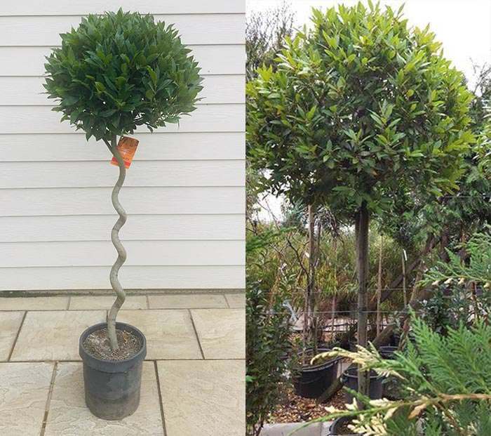 bay tree topiaries as single stem trees for small gardens 