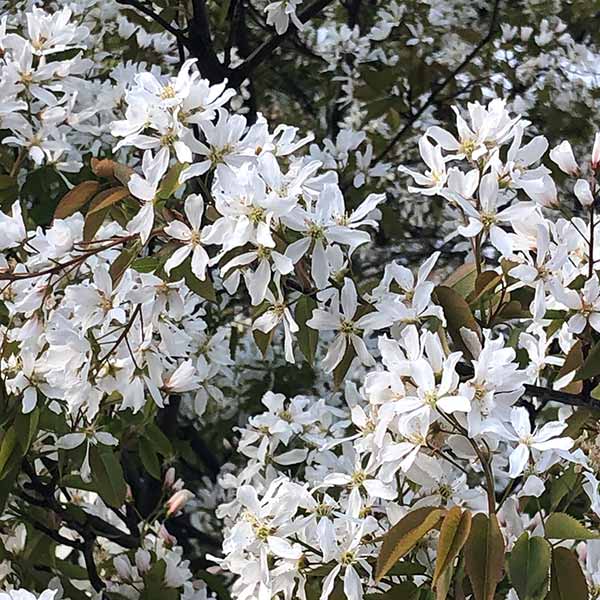 Amelanchier Laevis Snowflakes spring flowering trees for small gardens.