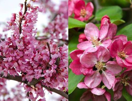 Spring Flowering Trees for UK Gardens: 10 Showiest Varieties